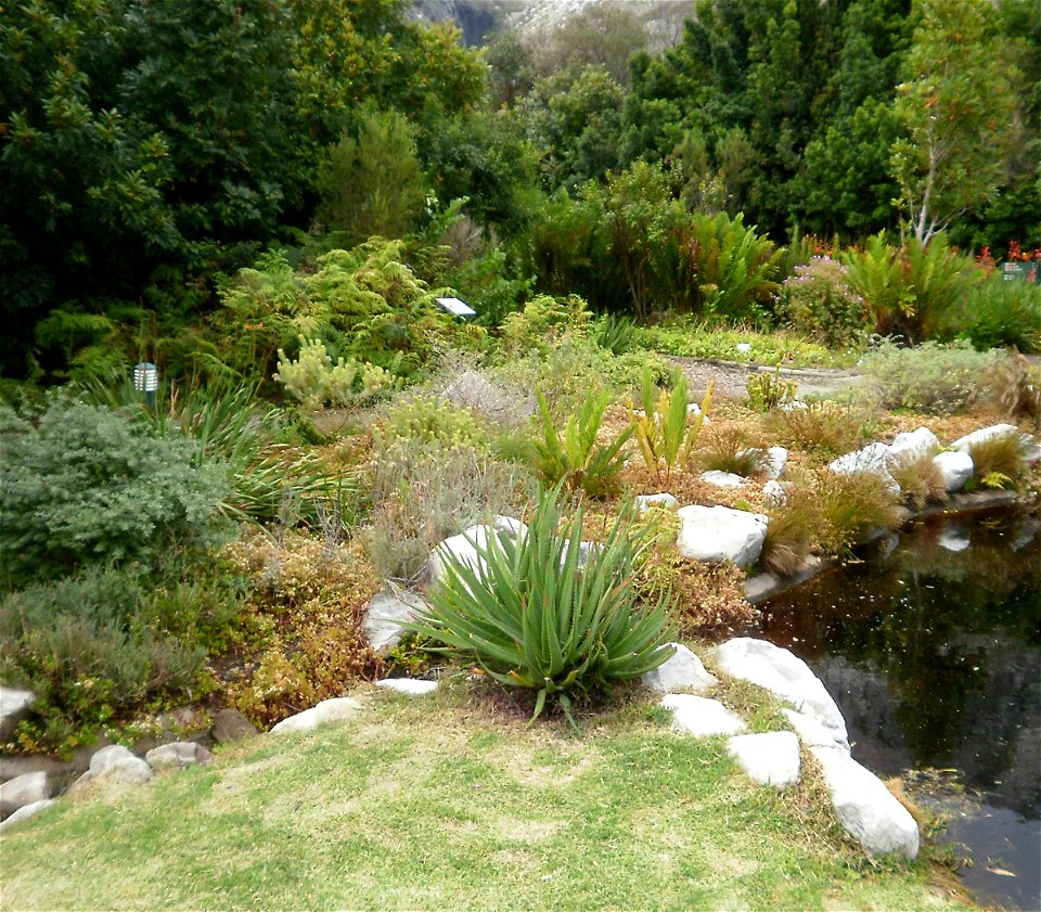 Aloe succotrina. Small Fynbos Aloe grown as a feature in a Cape garden.