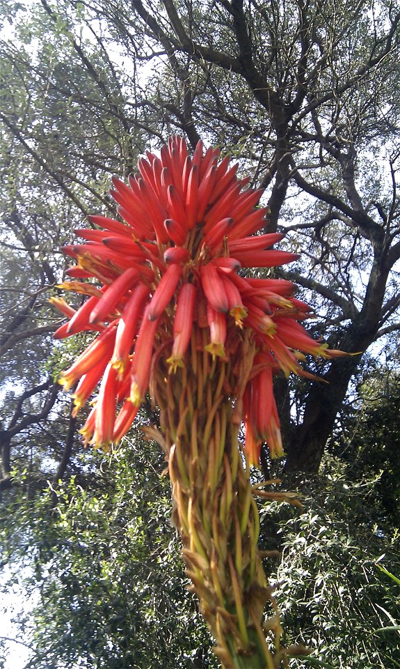 Aloe succotrina flower (from Corsica)
