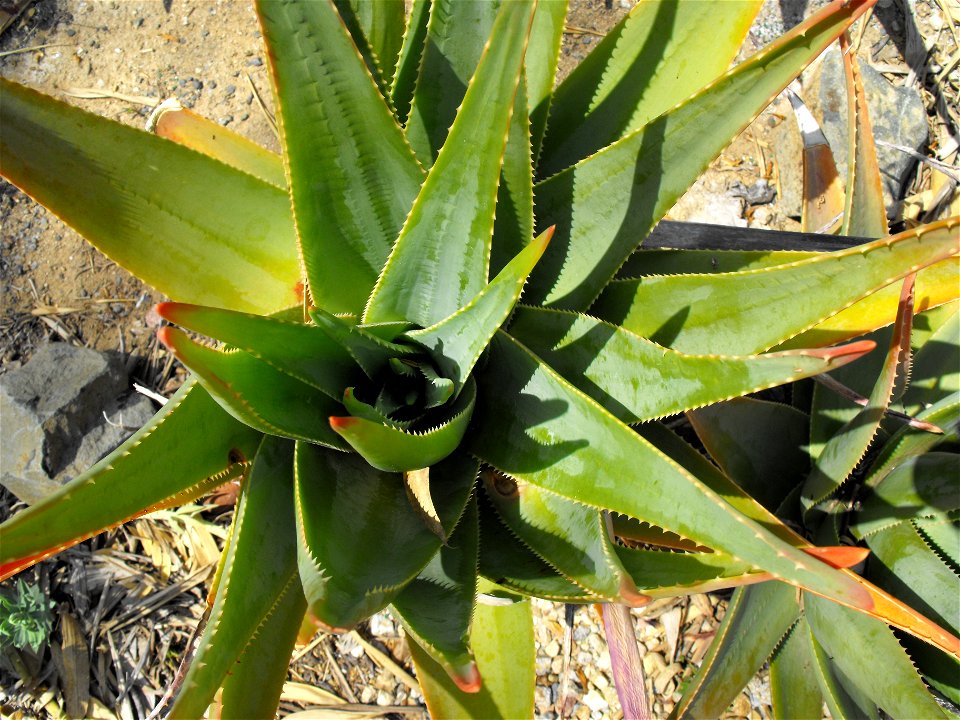 Aloe succotrina at Quail Botanical Gardens in Encinitas, California, USA.