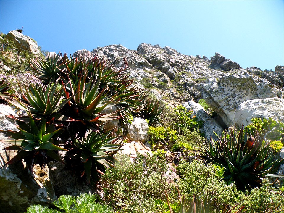 Aloe succotrina hanging from a vertical cliff face where its growing. Cape Town.
