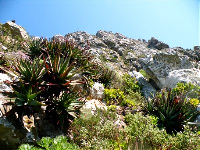 Aloe succotrina hanging from a vertical cliff face where its growing. Cape Town.