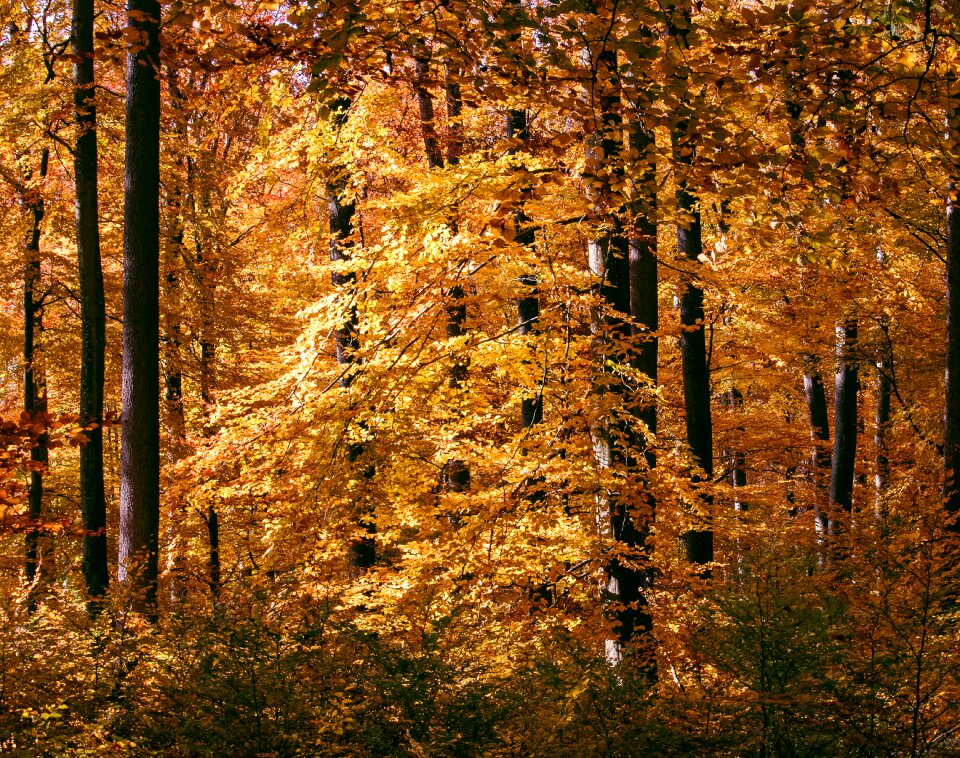 Deciduous trees leaves emerge photo