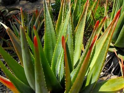 At the San Diego Botanic Garden (formerly Quail Botanical Gardens) in Encinitas, California.