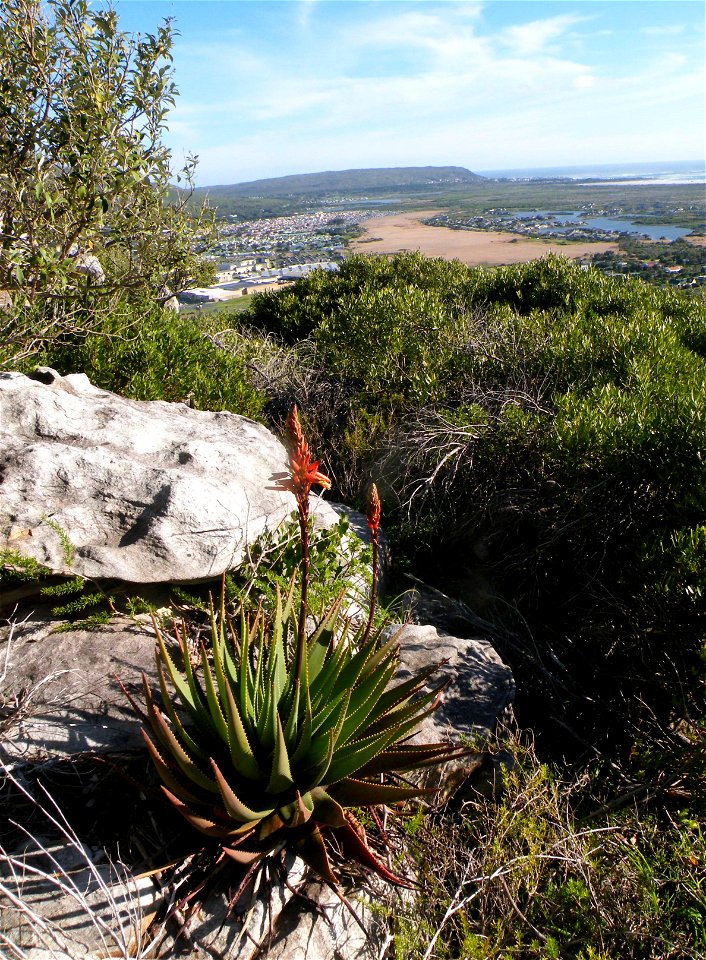 The Fynbos Aloe. Aloe succotrina. 
Growing on a mountainside near Cape Town.