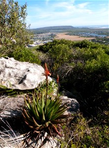 The Fynbos Aloe. Aloe succotrina. Growing on a mountainside near Cape Town. photo