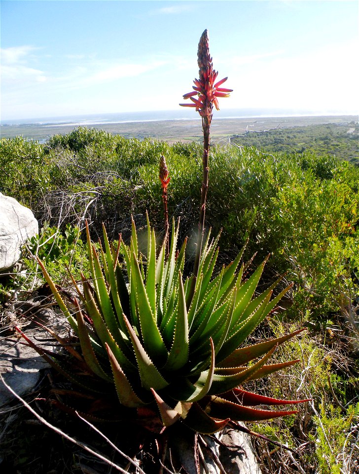 Aloe succotrina. Fynbos aloe. Cape Peninsula.
