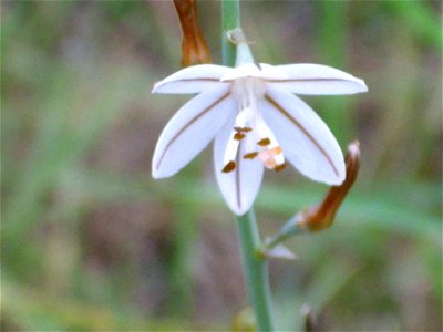Asphodelus tenuifolius flower close up, La Mata, Torrevieja, Alicante, Spain.