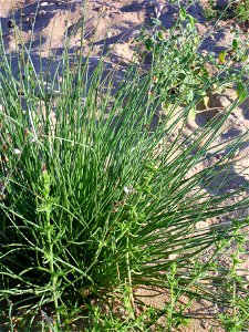 Asphodelus tenuifolius leaves, La Mata, Torrevieja, Alicante, Spain.