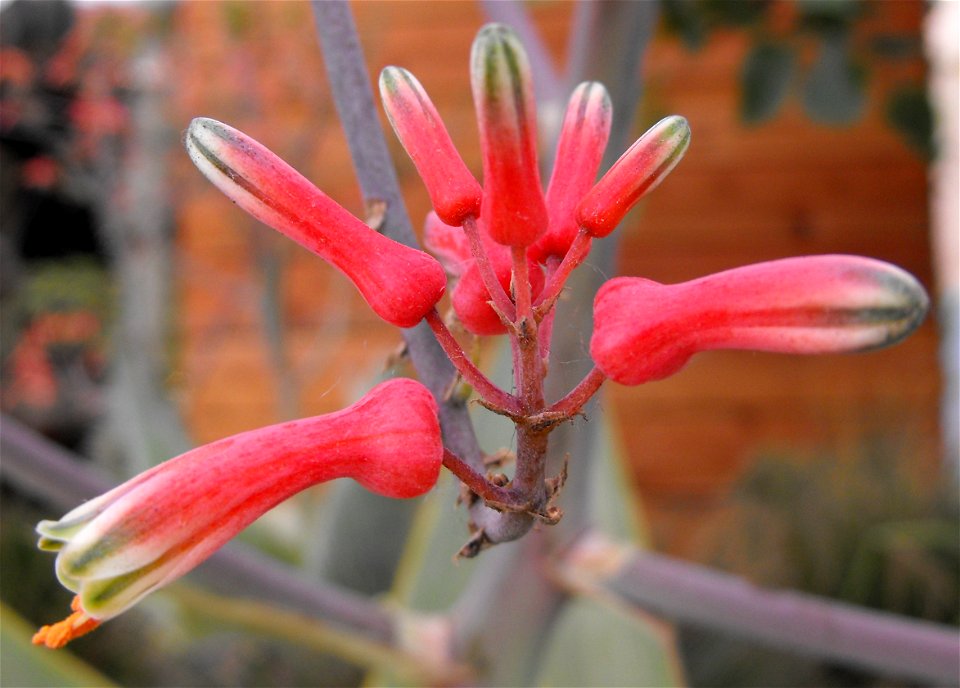 Aloe striata on display at the San Diego County Fair, California, USA. Identified by exhibitor's sign.