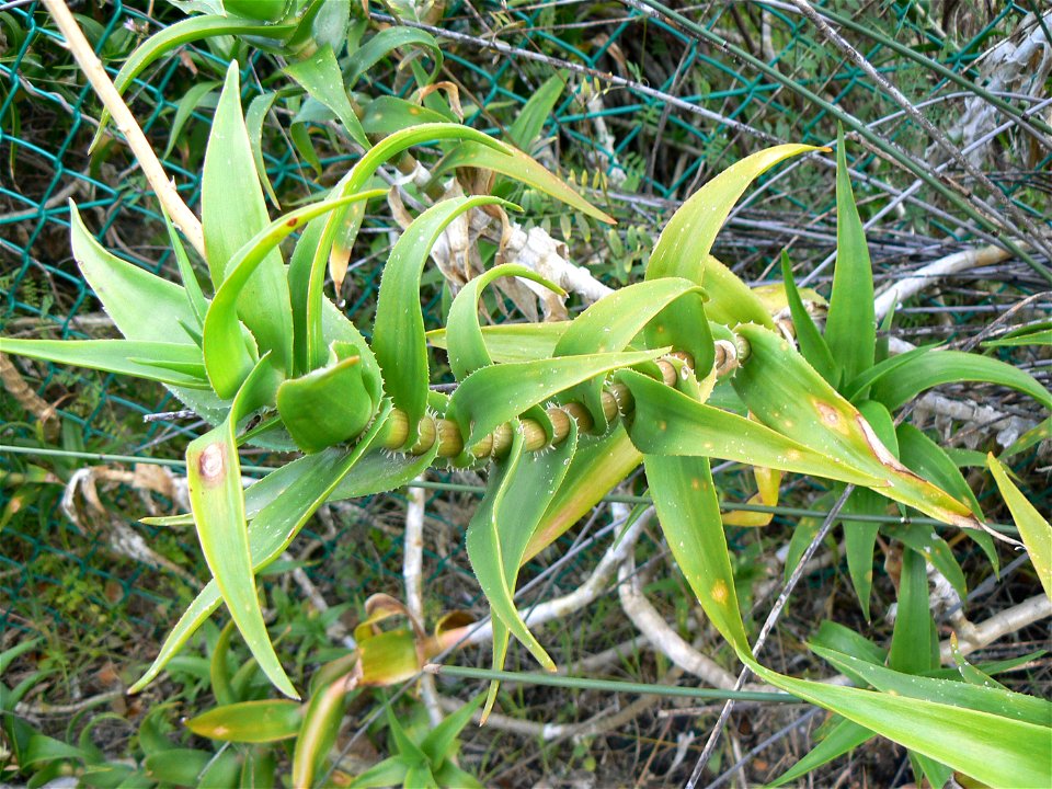 Climbing aloe ( Aloe ciliaris)