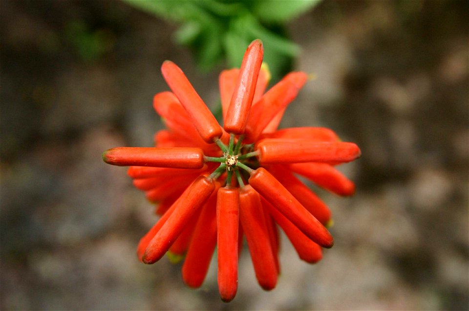 Aloe ciliaris flower viewed down its axis, Johannesburg, South Africa