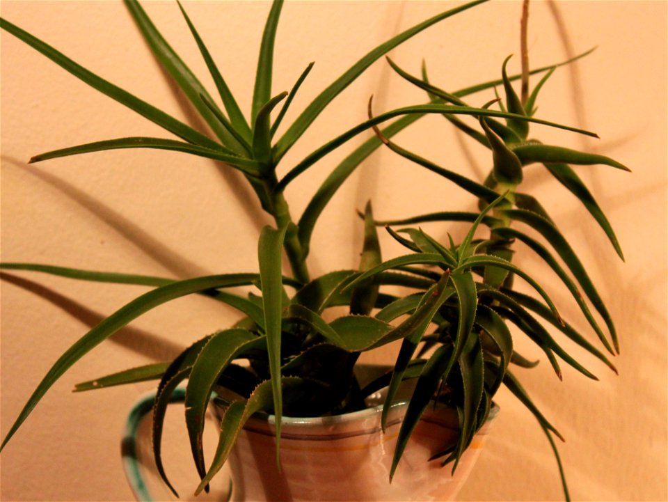 Different subspecies of Aloe ciliaris. Put together for comparison. All exibit ciliaris teeth around the stem at the base of the leaf.