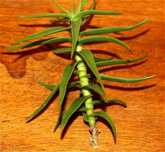 Aloe ciliaris tidmarshii. Aloe tidmarshii. South Africa.