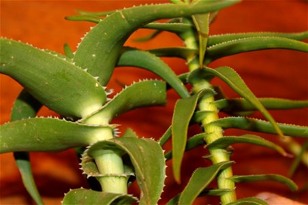 Aloe ciliaris tidmarshii. Comparison with the larger and more common Aloe ciliaris ciliaris which is on the left.
