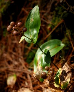 Canadian May-lily (Maianthemum canadense) with fruits. Sharp Bridge Campground, Adirondacks Park, New York State.