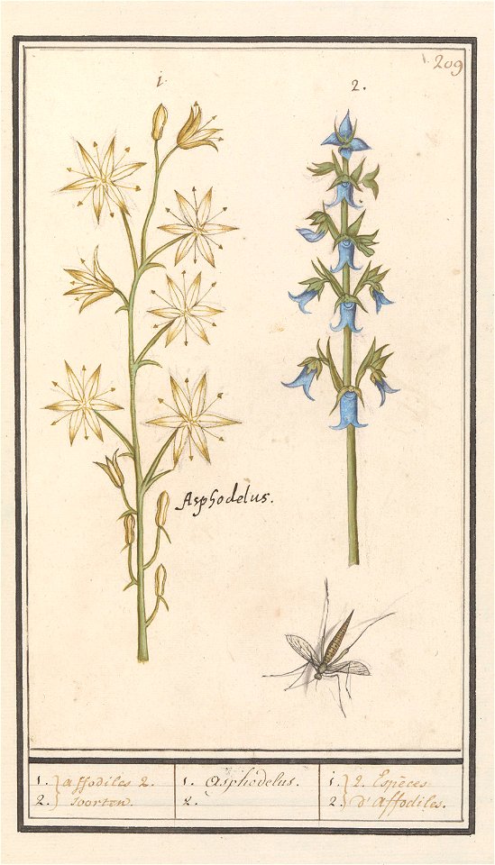 IdentificatieTitel(s): Affodil (Asphodelus) en Ruig klokje (Campanula trachelium)1.2. affodiles 2 soorten / 1. Asphodelus. 2. / 1.2. 2 Espèces d'affodiles. (titel op object)Objecttype: tekening Object