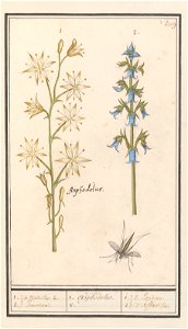 IdentificatieTitel(s): Affodil (Asphodelus) en Ruig klokje (Campanula trachelium)1.2. affodiles 2 soorten / 1. Asphodelus. 2. / 1.2. 2 Espèces d'affodiles. (titel op object)Objecttype: tekening Object