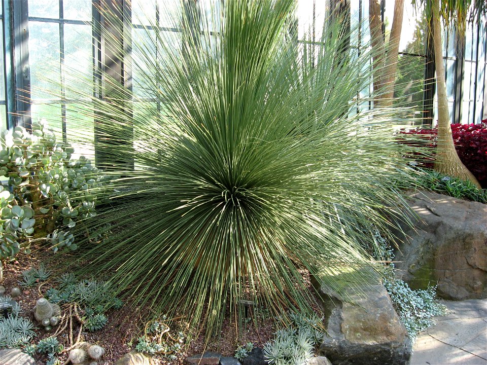 A picture of Dasylirion longissimum.