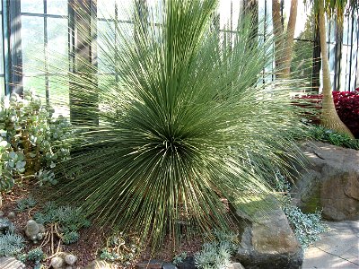 A picture of Dasylirion longissimum.