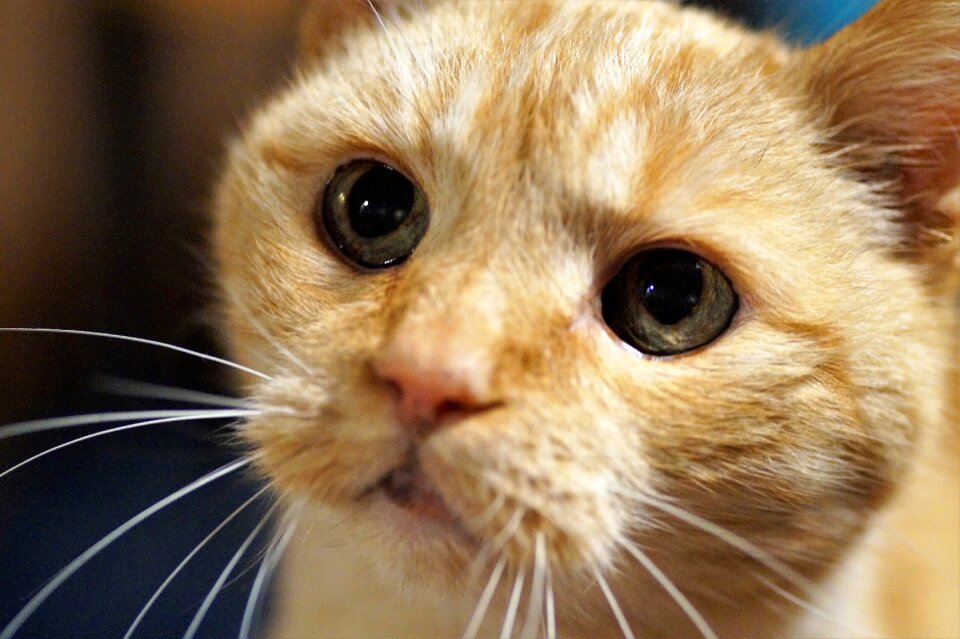Eyes catlike the red-haired