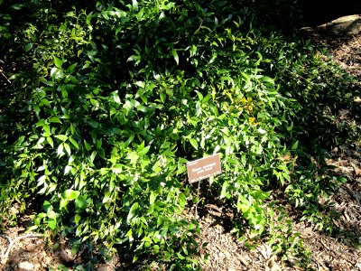 Danae racemosa specimen in the J. C. Raulston Arboretum (North Carolina State University), 4415 Beryl Road, Raleigh, North Carolina, USA.