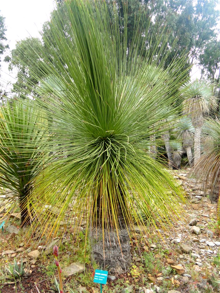 Dasylirion longissimum specimen in the Jardin d'oiseaux tropicaux, La Londe-les-Maures, France.