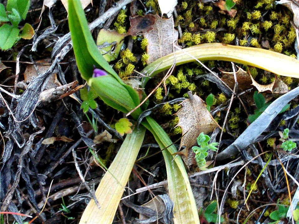 Orchis morio bud, Dehesa Boyal de Puertollano, Spain