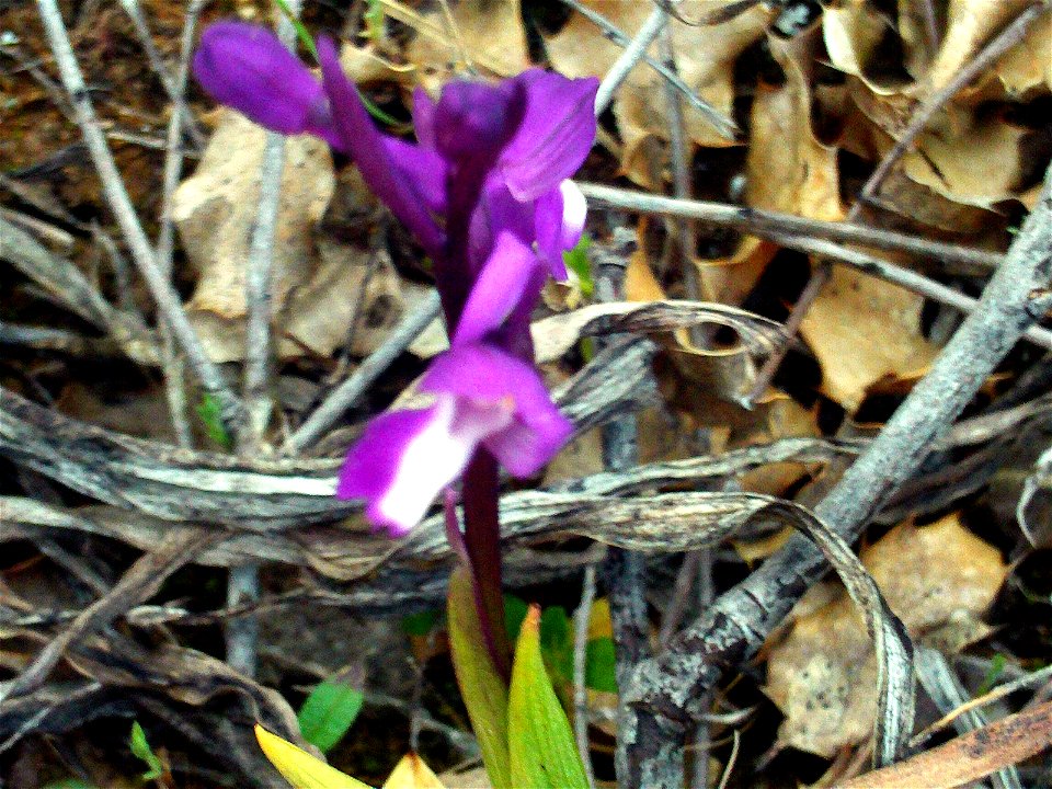 Orchis morio flowers close up, Dehesa Boyal de Puertollano, Spain