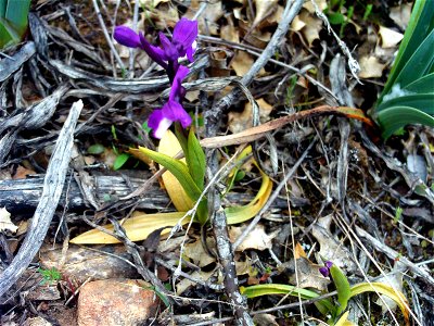 Orchis morio flowers close up, Dehesa Boyal de Puertollano, Spain