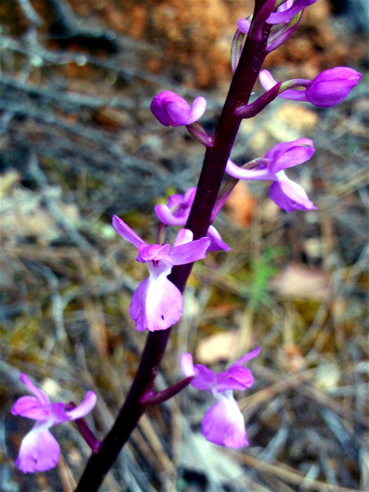Orchis morio flowers close up, Sierra Madrona, Spain