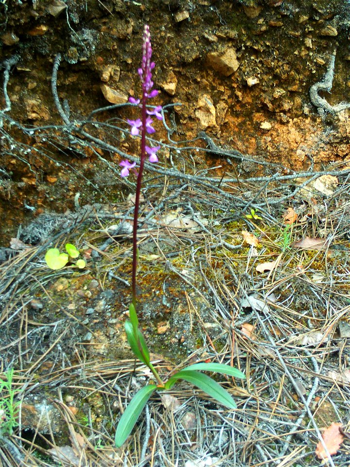 Orchis morio habitus, Sierra Madrona, Spain