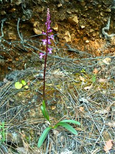 Orchis morio habitus, Sierra Madrona, Spain