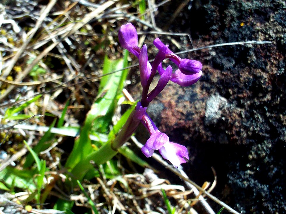Orchis morio Plant, Dehesa Boyal de Puertollano, Spain