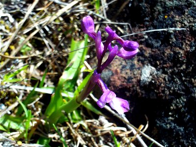 Orchis morio Plant, Dehesa Boyal de Puertollano, Spain