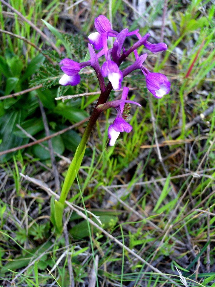 Orchis morio ssp. champagneuxii habitus, Dehesa Boyal de Puertollano, Spain