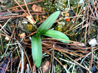 Orchis morio folial rosette, Sierra Madrona, Spain