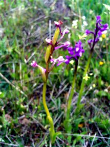 Orchis morio seds capsules, Dehesa Boyal de Puertollano, Spain