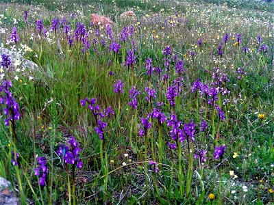 Orchis morio Habitat, Campo de Calatrava, Spain