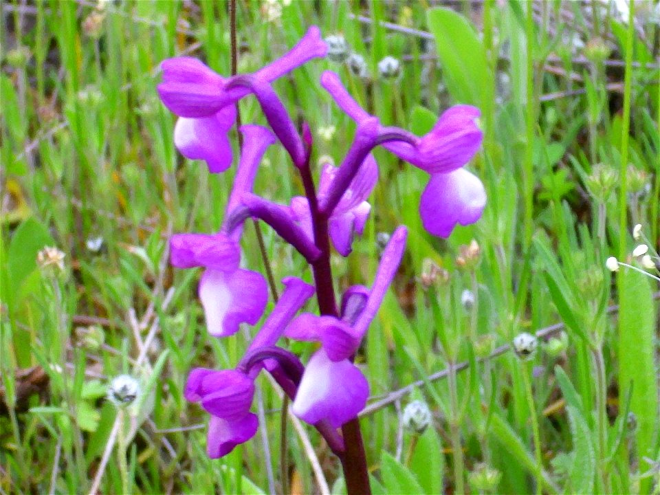 Orchis champagneuxii habit, Cañada de Calatrava, Campo de Calatrava, Spain