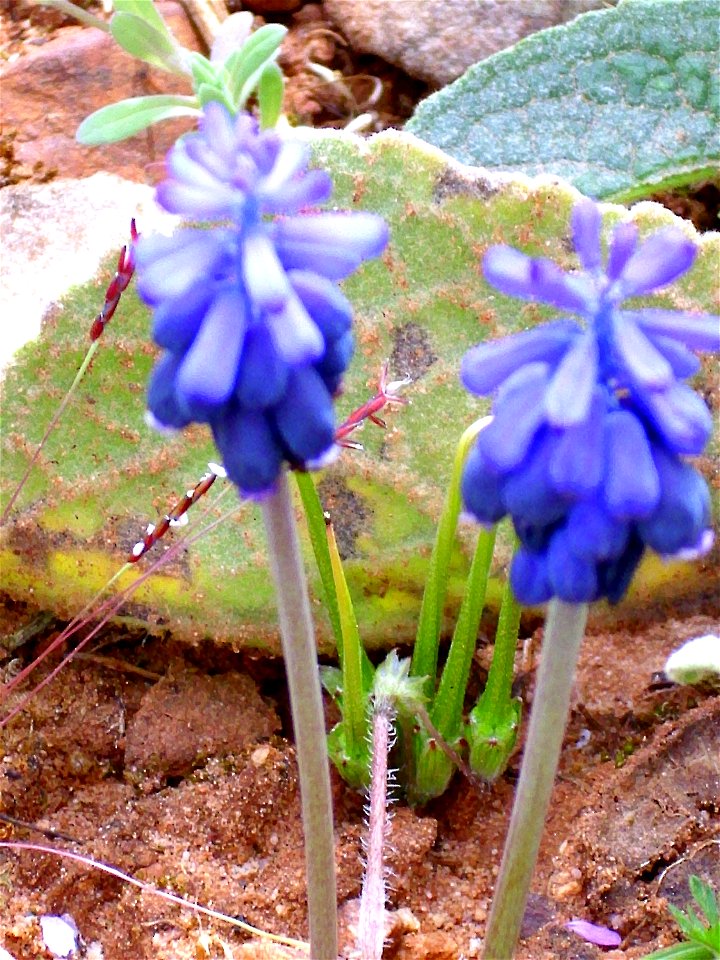 Muscari neglectum habit, Dehesa Boyal de Puertollano, Spain