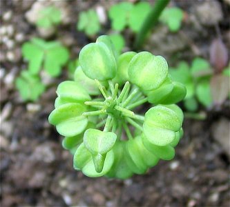 Muscari neglectum with capsules, shot taken from the top photo