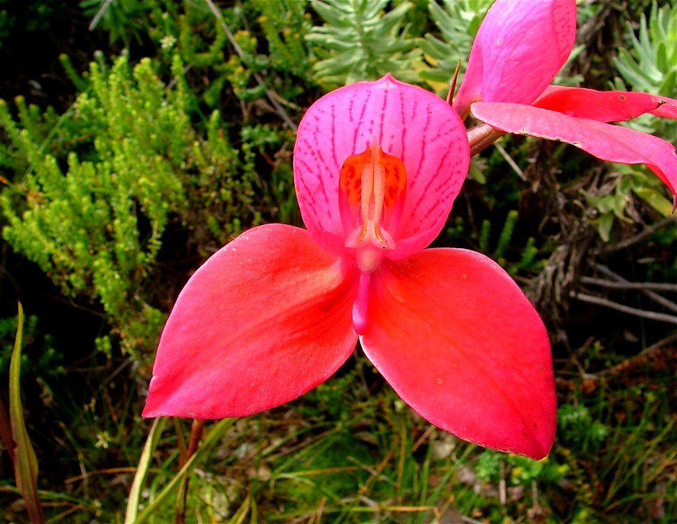 Disa uniflora. Western Cape. South Africa.