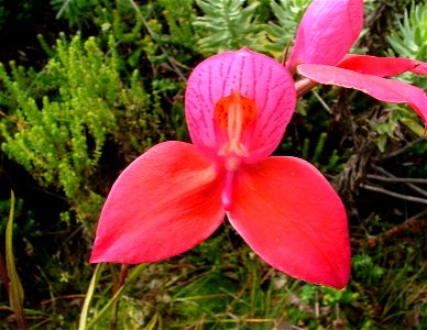 Disa uniflora. Western Cape. South Africa. photo