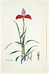 IdentificatieTitel(s): Disa uniflora BergiusDisa grandiflora (titel op object)Objecttype: tekening albumblad Objectnummer: RP-T-1914-18-32Opschriften / Merken: annotatie, linksonder, pen in bruin: ‘di photo