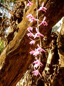 C & B Orchids, Craft and Limestone Mill, Calcium Carbonate, CaCO2 K0 post 60 Barangay Maginao Maginao  15°1'24"N 120°55'43"E, San Rafael, Bulacan Province Orchids in the Philippines along the Maha