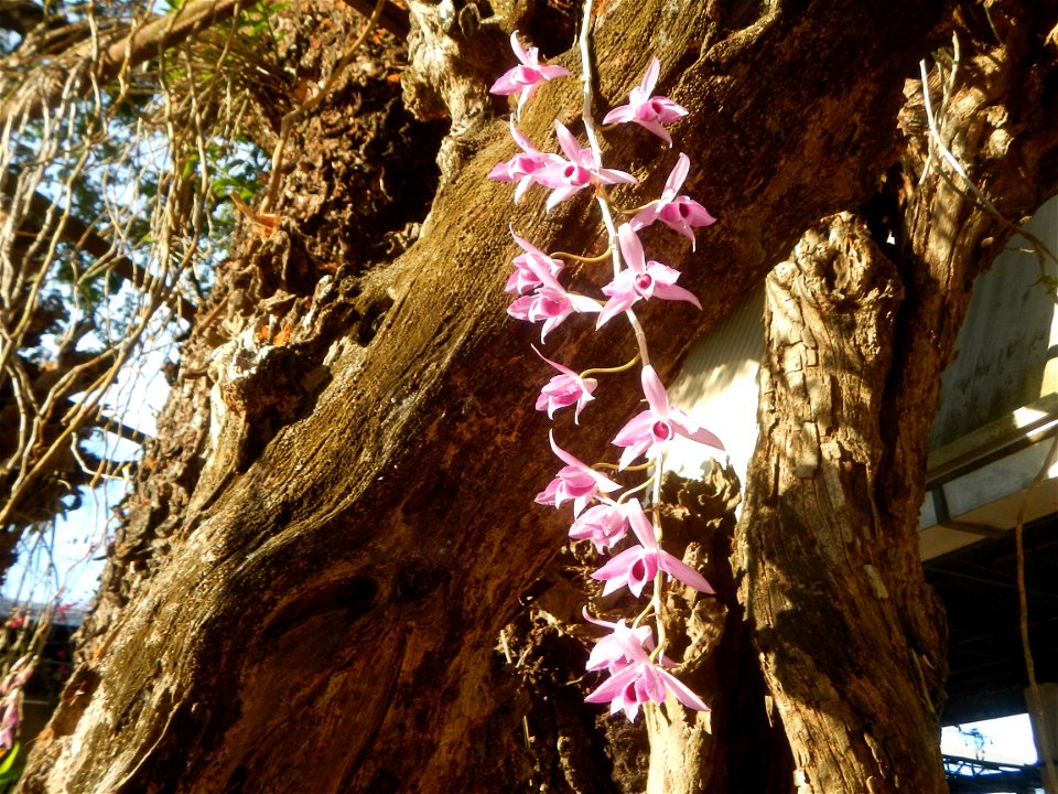 C & B Orchids, Craft and Limestone Mill, Calcium Carbonate, CaCO2 K0 post 60 Barangay Maginao Maginao  15°1'24"N 120°55'43"E, San Rafael, Bulacan Province Orchids in the Philippines along the Maha