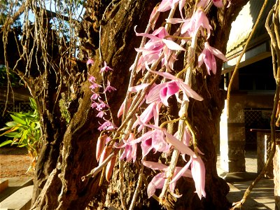C & B Orchids, Craft and Limestone Mill, Calcium Carbonate, CaCO2 K0 post 60 Barangay Maginao Maginao  15°1'24"N 120°55'43"E, San Rafael, Bulacan Province Orchids in the Philippines along the Maha