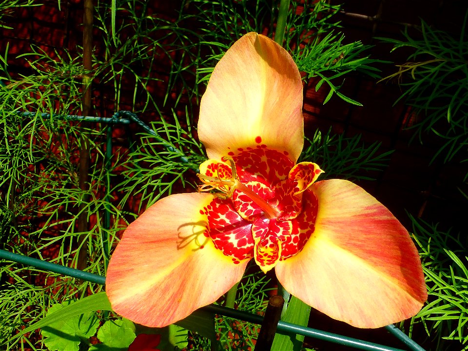 The first flower when the plant started flowering.
Each flower lasts for about a day, and over the next week or so is followed by a succession of further flowers.
The thin leaves in the background are