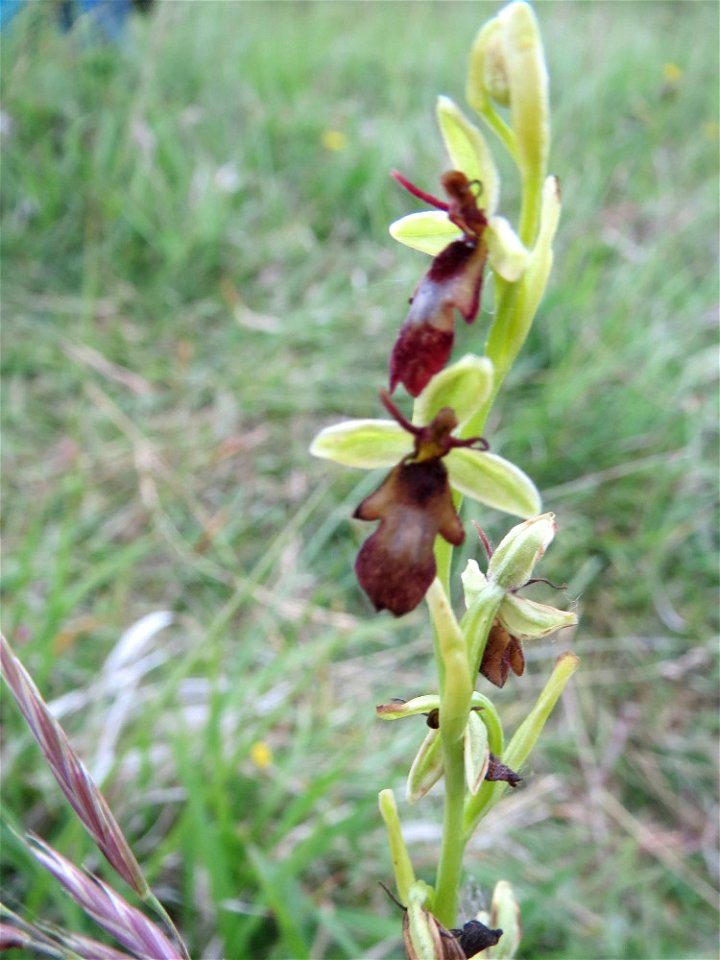 Fliegen-Ragwurz (Ophrys insectifera) im Naturschutzgebiet Badstube