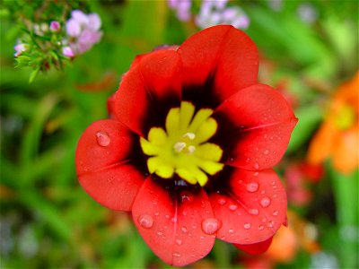 Image title: Raindrops on red and yellow flower
Image from Public domain images website, http://www.public-domain-image.com/full-image/nature-landscapes-public-domain-images-pictures/water-dew-drops-p